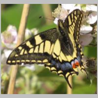 2018 3rd Jane Rudd- swallowtail